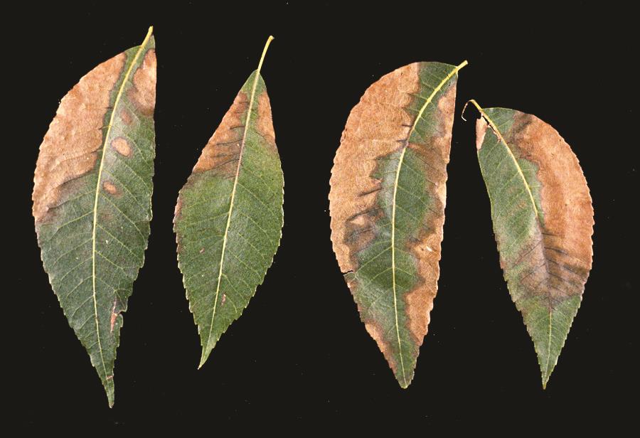 Bacterial Leaf Scorch